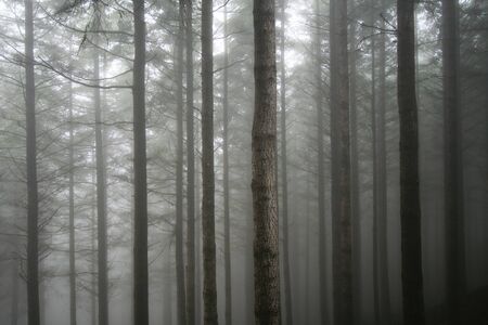 trees at madeira island