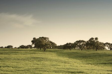 beautiful landscape with a green field at Alentejo, Portugal