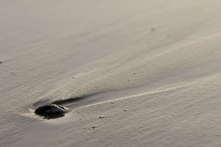 detail of a rock at a beach