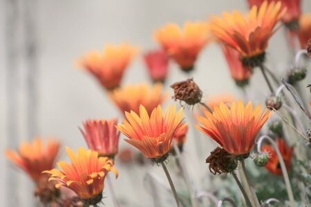 Bunch of beautiful red daisy flowersの写真素材