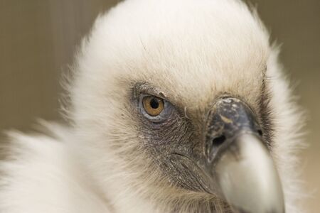 eurasian griffon vulture - portrait looking at the cameraの写真素材