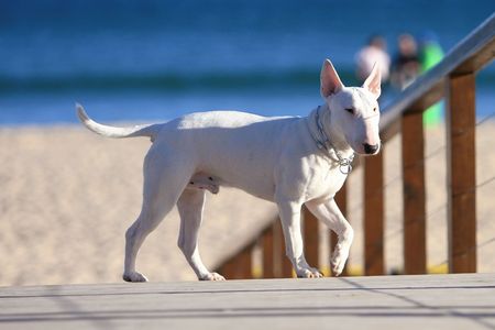 White Staffordshire Bull Terrier standing on a beach board walkの写真素材