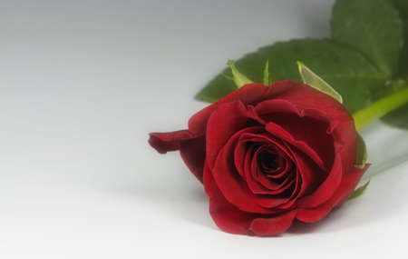 Fresh long stem rose for a gift on whiteの写真素材