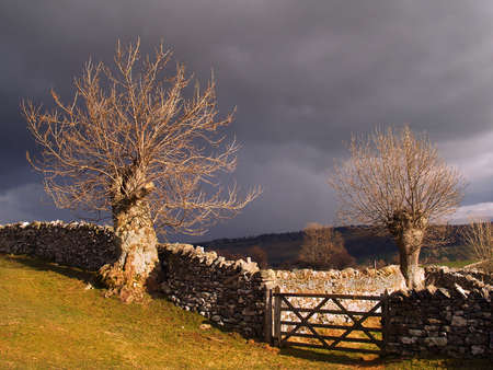 Storm and treesの写真素材
