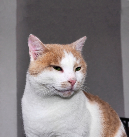 Cool cat Sammyの写真素材