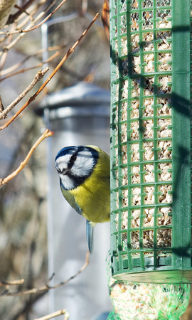 Blue Tit on feederの写真素材