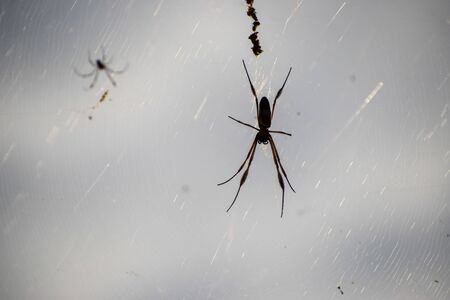 Large spiders with long legs on its cobwebの写真素材