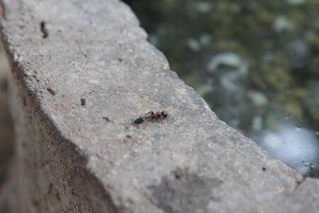 Tree Branchの写真素材