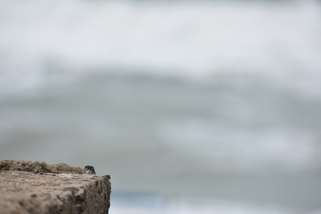 Sea Shore and Brick corner