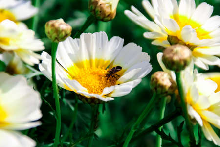Bee On Flower Photographの写真素材