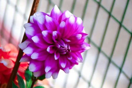 Pink Flower Photographyの写真素材