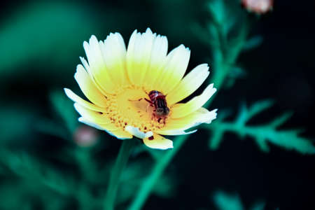 Bee On Flowerの写真素材