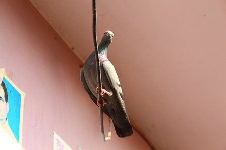 Pigeon on the wireの写真素材