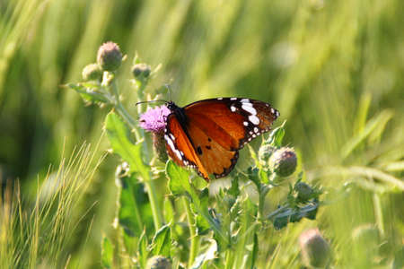 Butterfly on the flowersの写真素材
