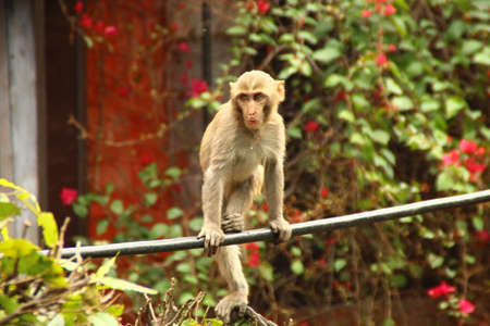Monkey on the wire in forestの写真素材