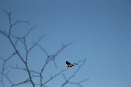 Bird on the wireの写真素材