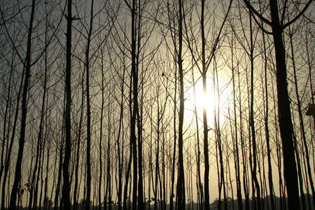 Trees in the forestの写真素材