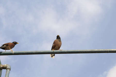 Pigeon on the wireの写真素材
