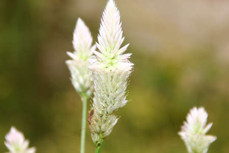 Green Grass in fieldの写真素材