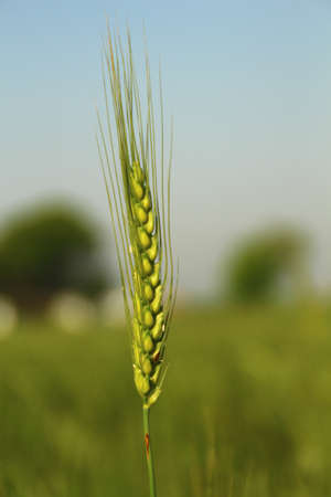 Indian Grain Farmingの写真素材