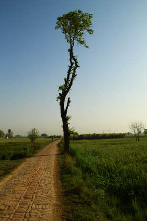 Tree in the forestの写真素材