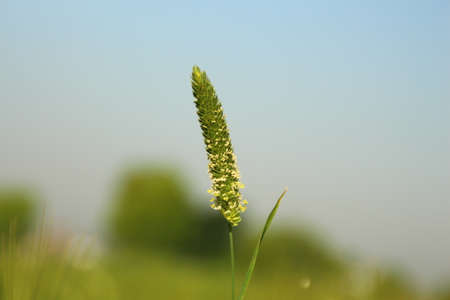 Green Grass in fieldの写真素材