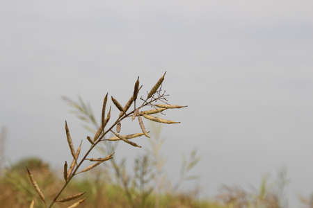 Farming of mustered oilの写真素材