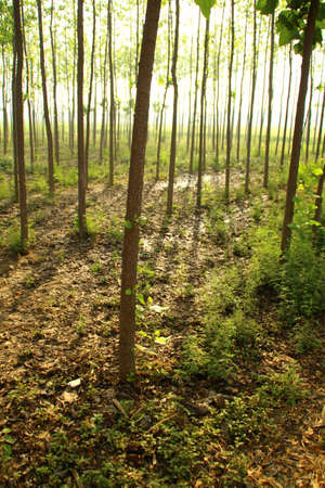 Tree in the forestの写真素材