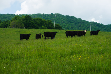 Black cows in a field in Burkes Garden ,VAのeditorial素材