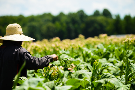 Migrant men tending tobacco crop in Pittsylvani County , Virginia.の写真素材
