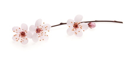 Branch of Japanese cherry with blossom, isolated on whiteの写真素材