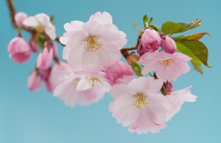 Branch of Japanese cherry with blossom against bright blue skyの写真素材