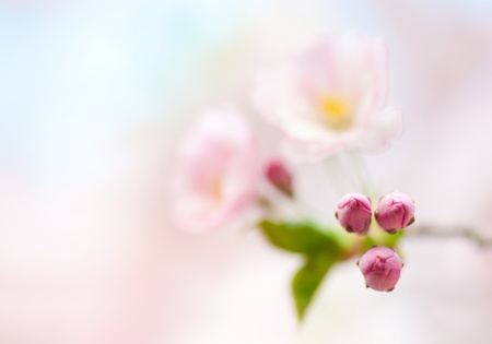 Branch of Japanese cherry with blossom, soft focus