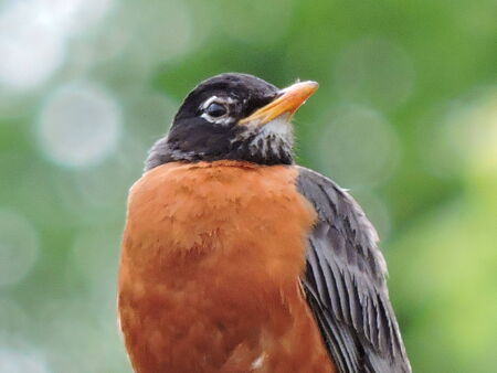 Bird close up pictureの写真素材