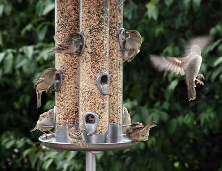 Feeding and flyingの写真素材