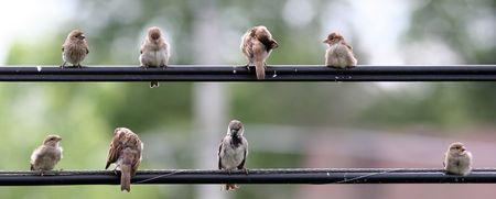 Birds on utility wire flocking and preeningの写真素材