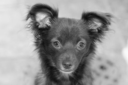 Black and white of a young long haired chihuahuaの写真素材