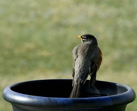 First robin of spring perched on a flower pot with a grass background