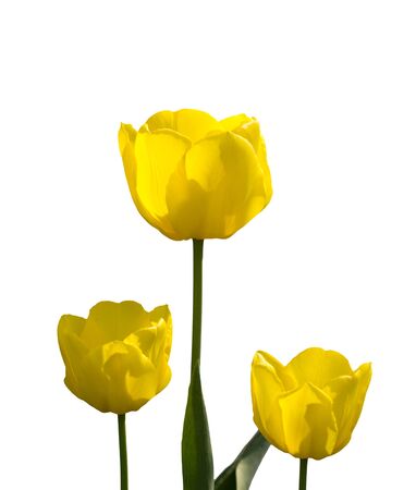 Three brilliant blooming yellow tulips isolatedの写真素材