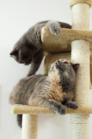 Two gray shorthair british cats playing on cat towerの写真素材