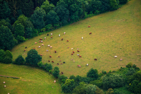 Photo of rural landscape with green meadow and forest with herd ow cows from aboveの写真素材