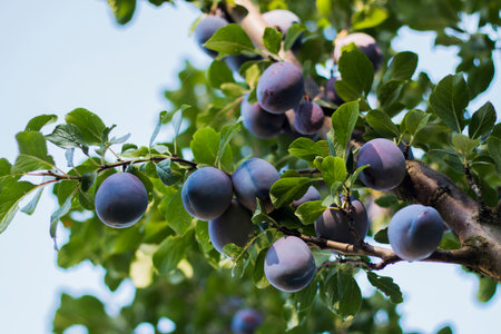 Photo of group of blue ripe plums on branch with green leavesの写真素材
