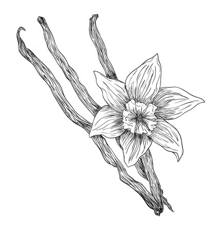 Black ink vector vanilla flower with sticks drawing isolated on white backgroundのイラスト素材
