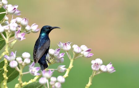 The purple sunbird is a small bird in the sunbird family found mainly in South and Southeast Asia but extending west into parts of the Arabian peninsula.の写真素材