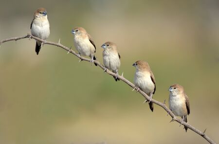 The Indian silverbill or white-throated munia is a small passerine bird found in the Indian Subcontinent and adjoining regions.の写真素材