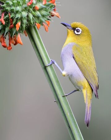 Hyperactive little yellow bird with an off-white belly and white âspectacles.â Found in a wide range of habitats.の写真素材