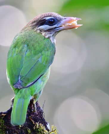 The white-cheeked barbet or small green barbet is a species of barbet found in southern India. It is very similar to the more widespread brown-headed barbet.の写真素材
