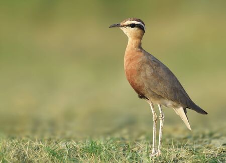 The Indian courser is a species of courser found in mainland South Asia, mainly in the plains bounded by the Ganges and Indus river system.の写真素材