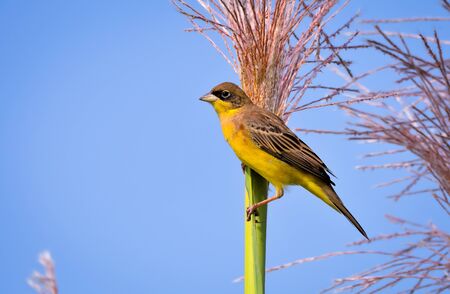 The black-headed bunting is a passerine bird in the bunting family Emberizidae. It breeds in south-east Europe east to Iran and migrates in winter mainly to Indiaの写真素材