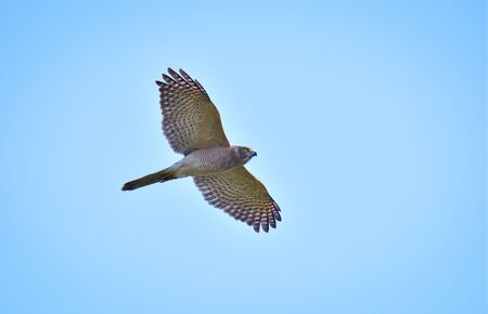 The shikra is a small bird of prey in the family Accipitridae found widely distributed in Asia and Africa where it is also called the little banded goshawk.の写真素材